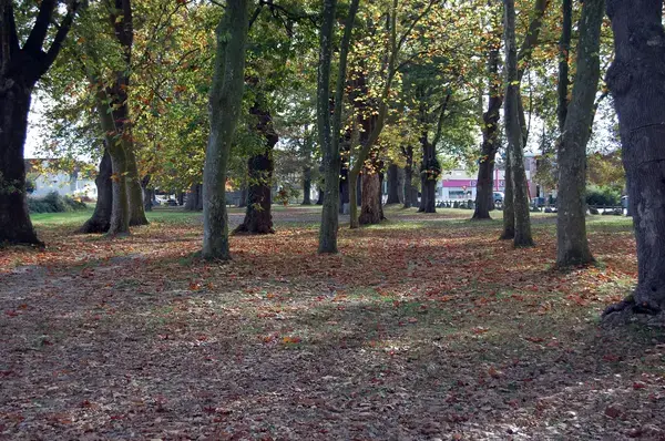 Monte Escalier Confort Plus Monte escalier Idron